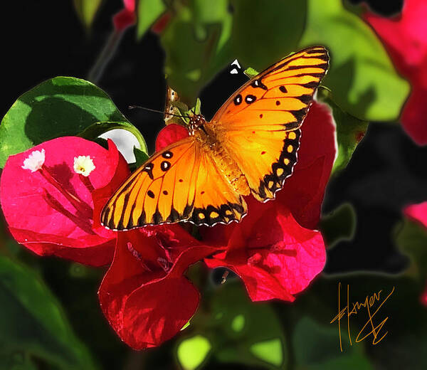 Butterfly Poster featuring the photograph Monarch Butterfly on a Red Flower by DC Langer