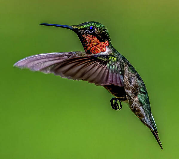 Animal Poster featuring the photograph Mr. Hummingbird by Brian Shoemaker