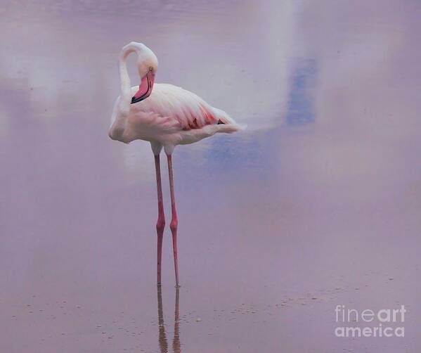 Flamingo Poster featuring the photograph My pink world by Nirav Shah