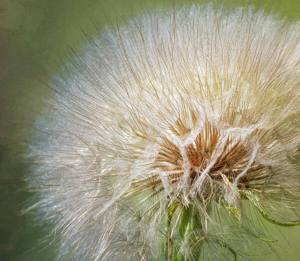 Western Salsify Poster featuring the photograph Not A Dandelion by Joan Carroll