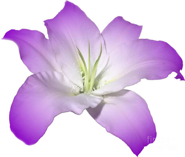 Purple Poster featuring the photograph Purple Lily Flower by Delynn Addams