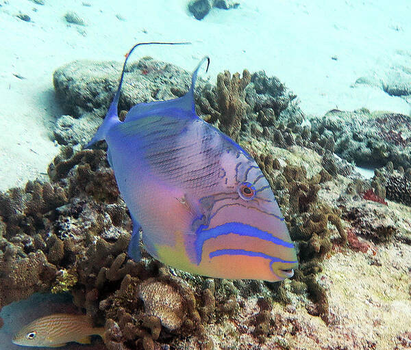 Underwater Poster featuring the photograph Queen Triggerfish 4 by Daryl Duda