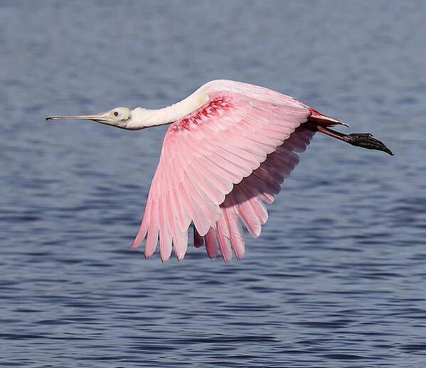 Roseate Spoonbill Poster featuring the photograph Roseate Spoonbill 6 by Mingming Jiang