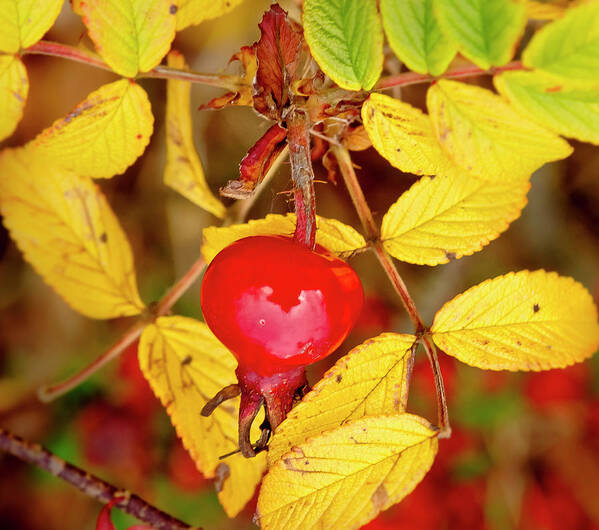 Rose Hip Poster featuring the photograph Rosehip. Winter is coming. by Elena Perelman
