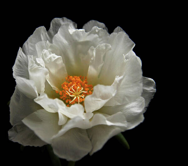 Moss-rose Poster featuring the photograph Soft and Pure by Judy Vincent