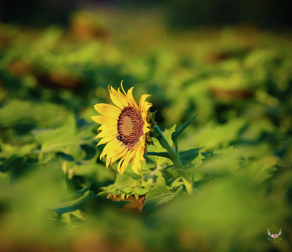 Sunflower Poster featuring the photograph Stand Out from the Crowd by Pam Rendall