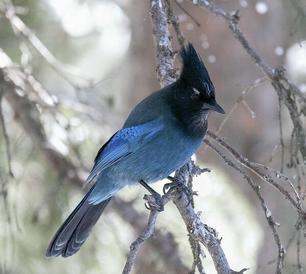 Yellowstone National Park Poster featuring the photograph Stellar Jay by Cheryl Strahl