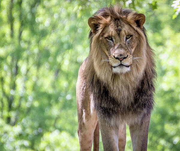 Lion Poster featuring the photograph The king by Robert Miller