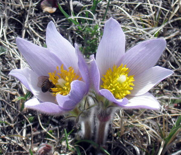 Flower Poster featuring the photograph The Prairie Crocus by Katie Keenan