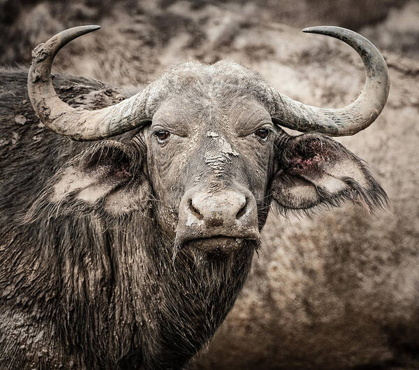 Big 5 Poster featuring the photograph Water Buffalo by Maresa Pryor-Luzier
