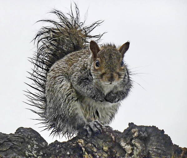 Grey Squirrel Poster featuring the photograph Wet Squirrel by Lyuba Filatova