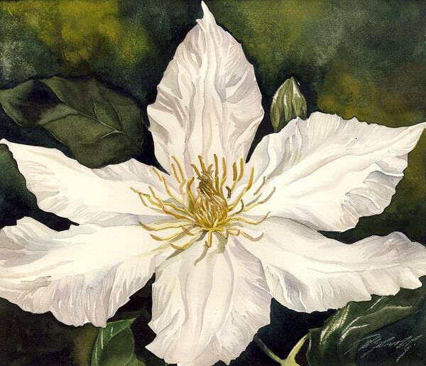 Watercolour Poster featuring the painting White Clematis by Alfred Ng