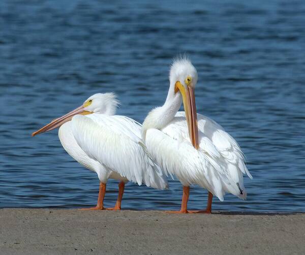 White Pelican Poster featuring the photograph White Pelicans by Rebecca Herranen