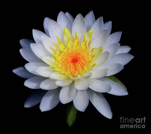 White Poster featuring the photograph White Water Lily by Neala McCarten