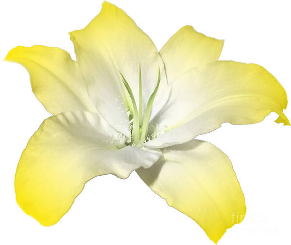Yellow Poster featuring the photograph Yellow Lily Flower Best for Shirts and Bags by Delynn Addams