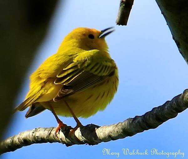 Yellow Warbler Poster featuring the photograph Yellow Warbler Singing in the Spotlight by Mary Walchuck