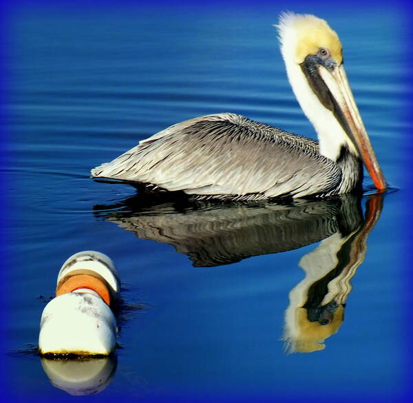 Pelicans Poster featuring the photograph Blues Pelican by Karen Wiles