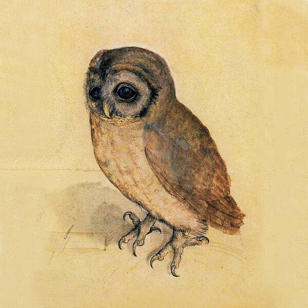 Owl Poster featuring the painting Little Owl by Albrecht Durer