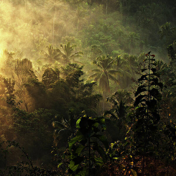Jungle Poster featuring the photograph ..... The Atmosphere Of The Morning ..... by Johanes Januar
