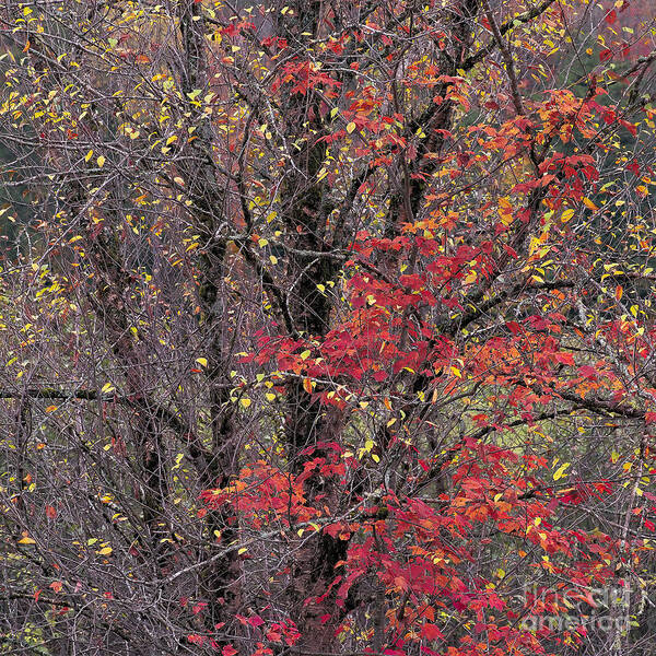 Fall Poster featuring the photograph Autumn's Palette by Alan L Graham