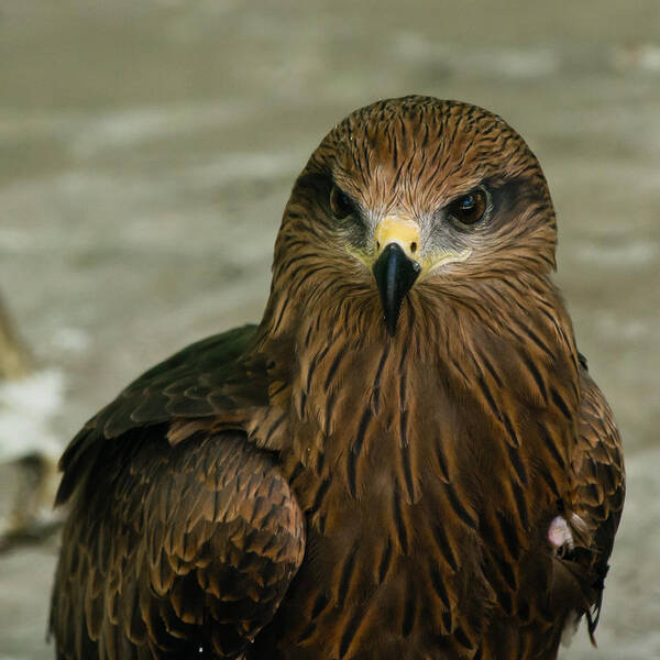 Bird Poster featuring the photograph Black Kite #1 by SAURAVphoto Online Store