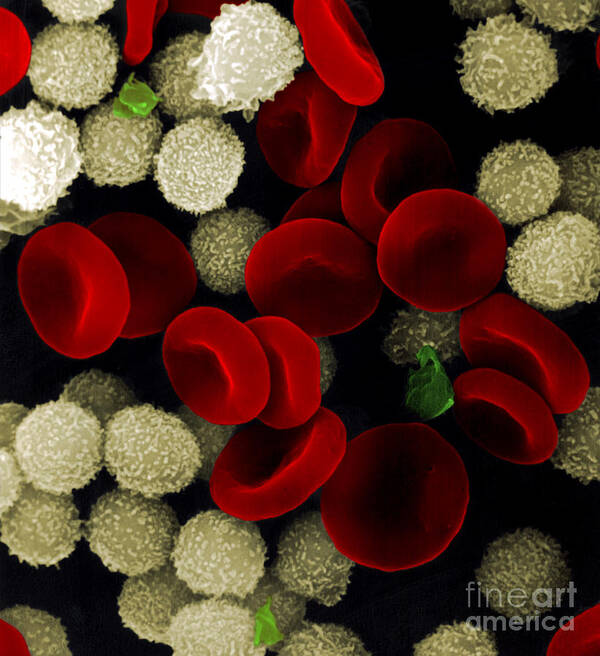 Leukocyte Poster featuring the photograph Blood Cells by Stem Jems