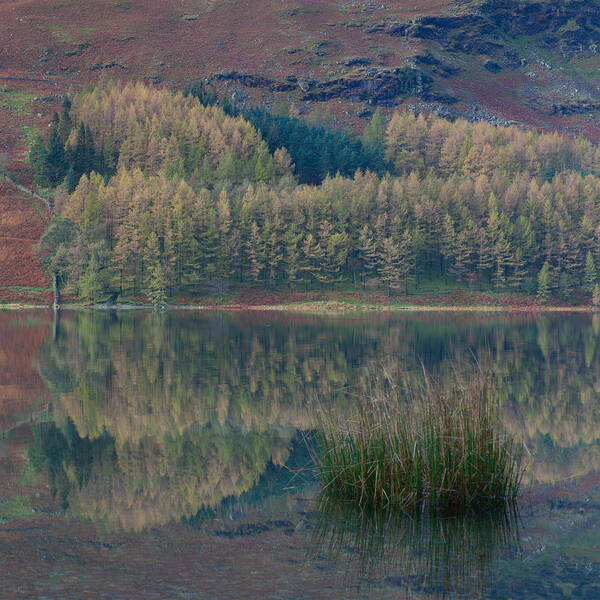 Buttermere Poster featuring the photograph Buttermere Reflections #1 by Nick Atkin