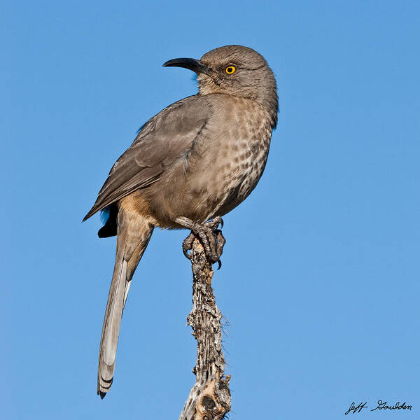 Animal Poster featuring the photograph Curve-Billed Thrasher by Jeff Goulden