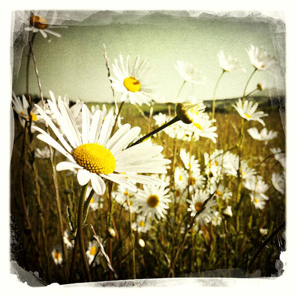 Petals Poster featuring the photograph Daisies #1 by Les Cunliffe