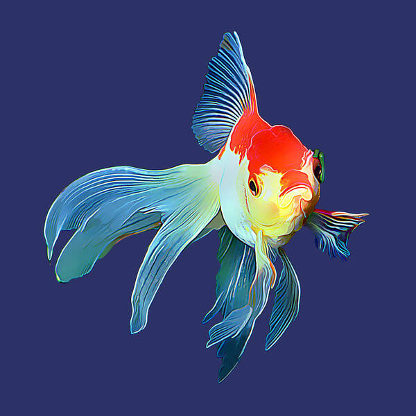 Goldfish (carassius Auratus) Poster featuring the photograph Fantail Goldfish #1 by Wernher Krutein