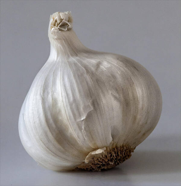 Garlic Poster featuring the photograph Garlic #1 by Robert Ullmann