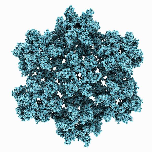 Hiv-1 Poster featuring the photograph Hiv-1 Capsid Structure #1 by Laguna Design
