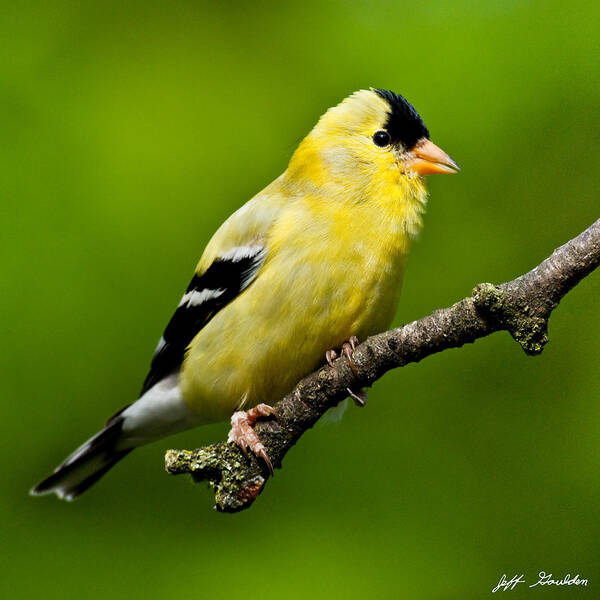 Adult Poster featuring the photograph Male American Goldfinch by Jeff Goulden