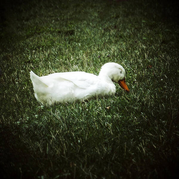 Duck Poster featuring the photograph May thy slumber be blessed... #2 by Natasha Marco