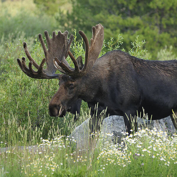 Moose Poster featuring the photograph Moose #1 by Christian Heeb