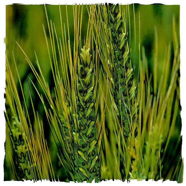 Wheat Poster featuring the photograph Palouse Wheat IV by David Patterson