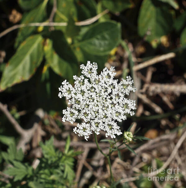 Bloom Poster featuring the photograph Queen Anne's Lace #2 by Howard Stapleton