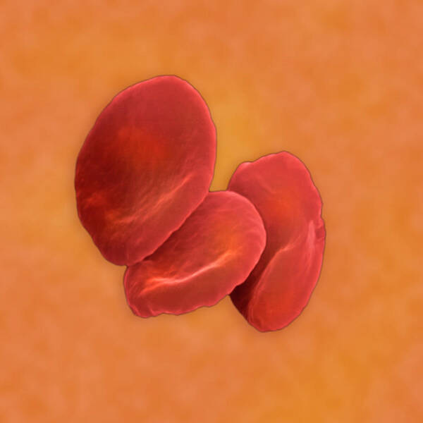 Red Blood Cells Poster featuring the photograph Red Blood Cells #1 by Science Stock Photography/science Photo Library