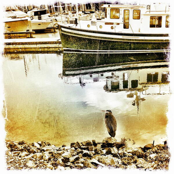 Ocean Poster featuring the photograph Rustic Heron #1 by Anna Bree