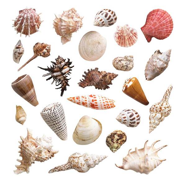 Large Beautiful Seashells Sea Shells Best Value & Price FREE Ship! US  Seller!