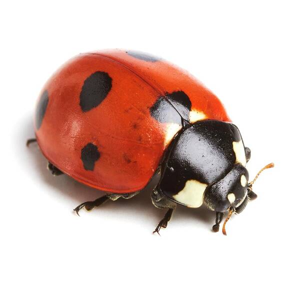 Indoors Poster featuring the photograph Seven-spot Ladybird #1 by Science Photo Library