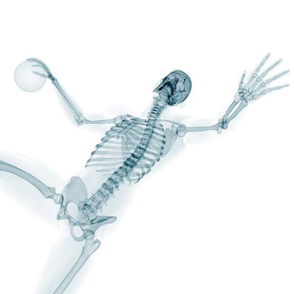 Artwork Poster featuring the photograph Skeleton Playing Handball #1 by Sciepro/science Photo Library