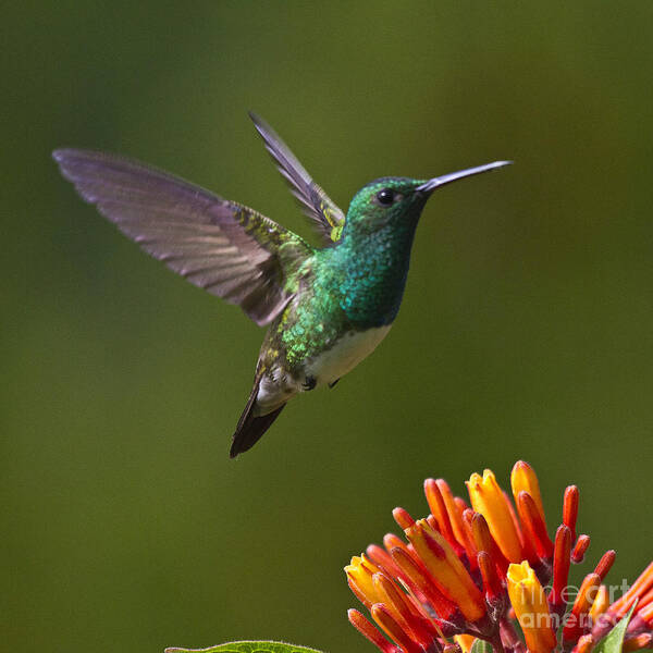 Bird Poster featuring the photograph Snowy-bellied Hummingbird by Heiko Koehrer-Wagner