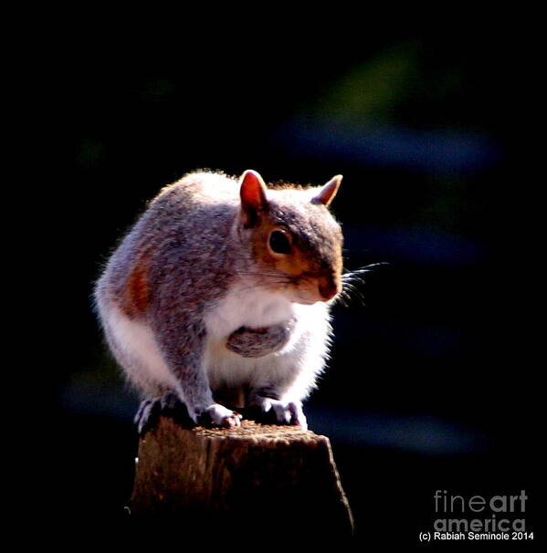 Animals Poster featuring the photograph Squirrel #1 by Rabiah Seminole