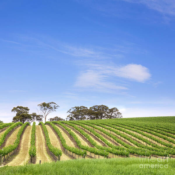 Vineyard Poster featuring the photograph Vineyard South Australia Square #1 by Colin and Linda McKie