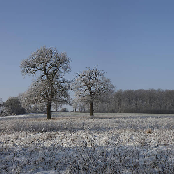 Hoar Frost Poster featuring the photograph Winter Wonderland #1 by Nick Atkin