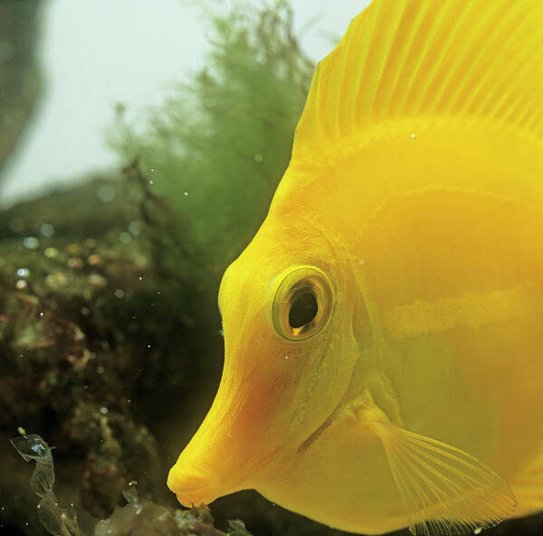 Animal Poster featuring the photograph Yellow Tang #1 by Natural History Museum, London/science Photo Library