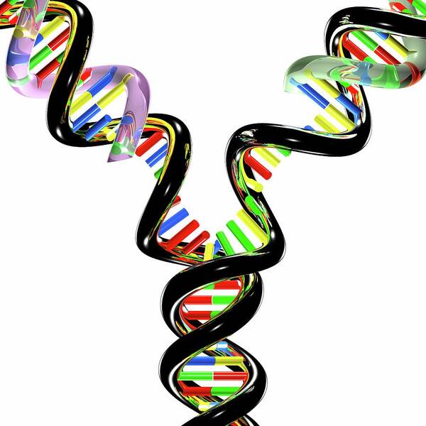 Artwork Poster featuring the photograph Dna Replication #10 by Russell Kightley
