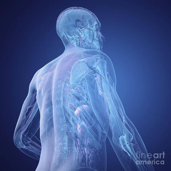 Transparent Skin Poster featuring the photograph Human Anatomy #10 by Science Picture Co