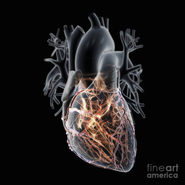 3d Visualisation Poster featuring the photograph Coronary Blood Supply #11 by Science Picture Co